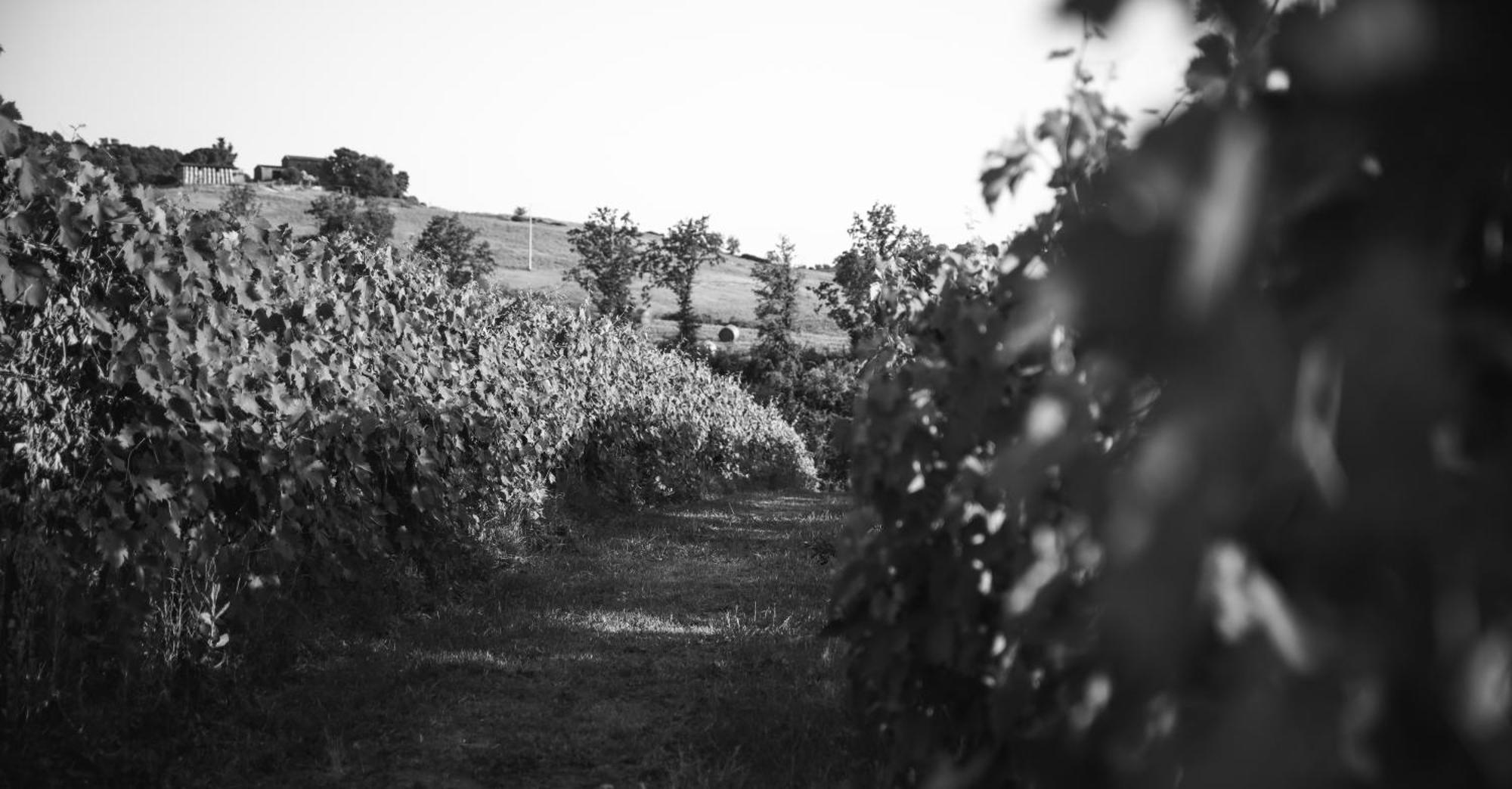 Agriturismo La Vecchia Quercia Montemerano Eksteriør billede