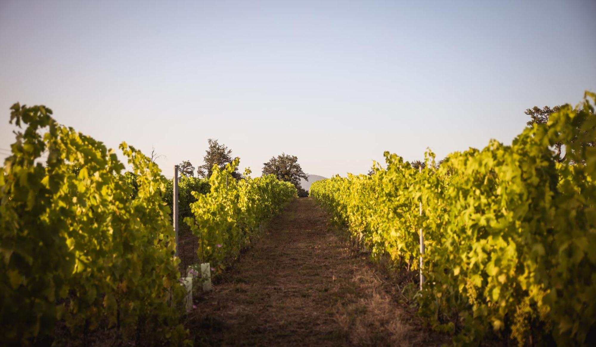 Agriturismo La Vecchia Quercia Montemerano Eksteriør billede