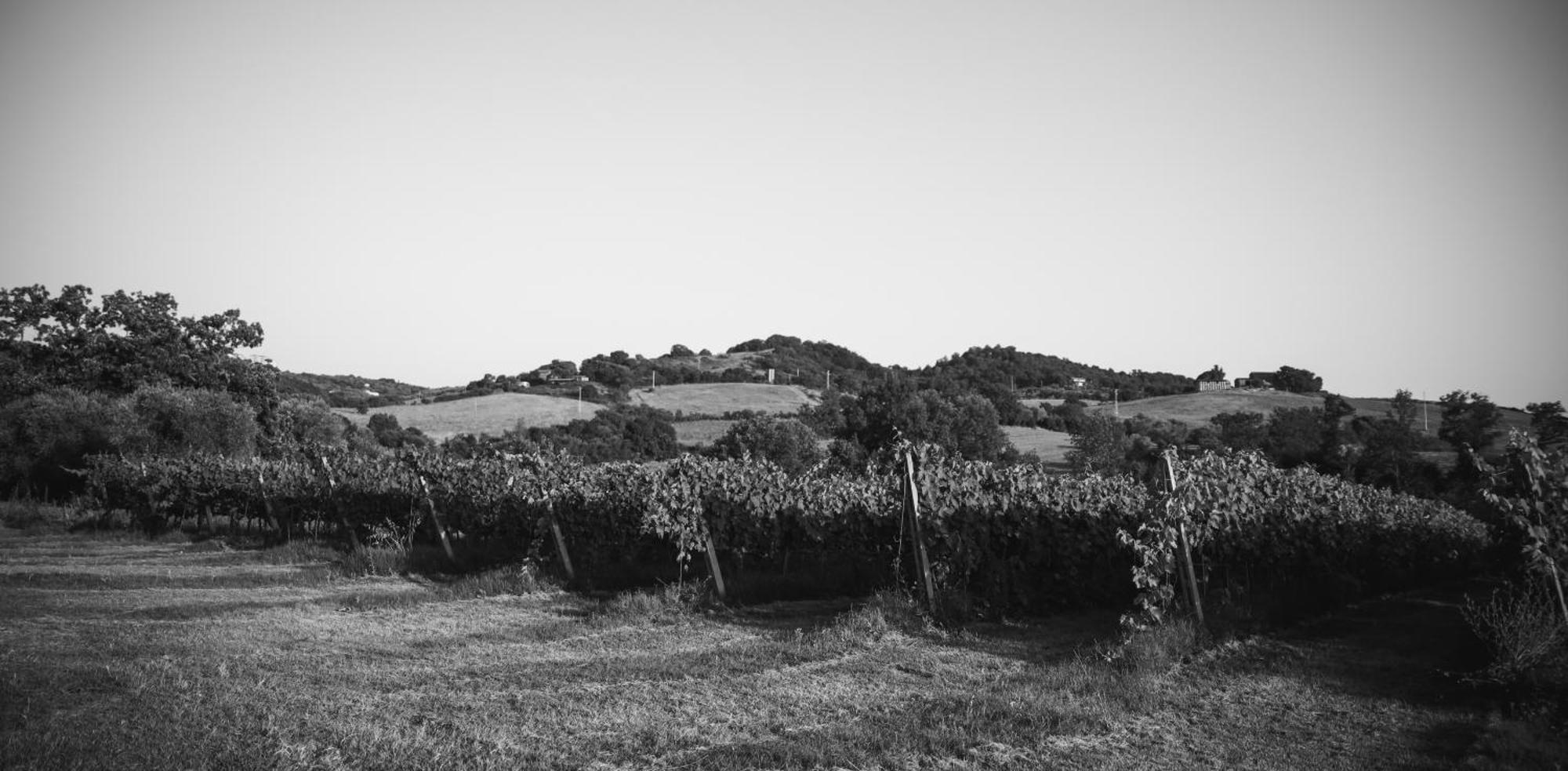 Agriturismo La Vecchia Quercia Montemerano Eksteriør billede
